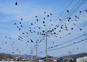 도심서 큰부리까마귀 공격 증가…둥지 근처 조심해야