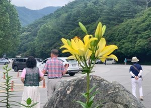 노란 ‘백합꽃’ 활짝