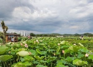 시흥 연꽃테마파크 ‘연이 불러오는 3가지 행복’ 개최…한여름 연꽃 향기 속으로