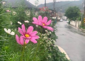 한여름인데 가을 정취 물씬, 소나기 맞는 '코스모스'
