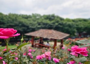 장미꽃 향기와 함께 휴식하는 시민들