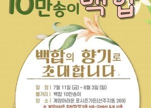 계양아라온 포시즌가든, 10만 송이 백합 만개…도심 속 여름 휴식처