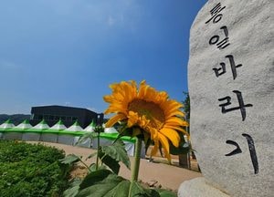 연천군, 제10회 통일바라기 축제 11일 개막…꽃과 평화 어우러진 10일간의 향연