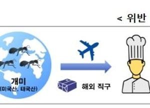 식약처, 허용되지 않은 곤충 ‘개미’로 요리...1억2천만원어치 판매한 음식점 적발