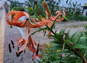 [내일 날씨] 경기·인천(14일, 월)...곳곳 '비 소식' 더위 다소 주춤, '퇴근길 우산 챙기세요'
