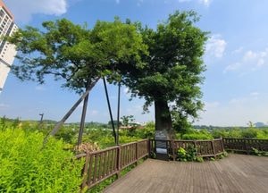 인천 남동구, 수령 500년 보호수 생육환경 개선 마쳐…지역문화 상징 보존