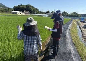 포천시, 벼 병해충 사전 예찰·적기 방제 당부...벼멸구 성충 이달 중·하순 발생 가능성 높아