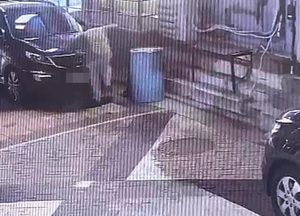 길고양이 러버콘에 가둬 마구 짓밟고 불 붙여 죽인 20대