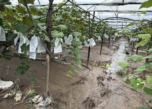 포천시, 집중호우·폭염 피해 과수농가에 긴급 방제약제 지원...25일부터 지역 농협서 공급
