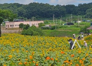 “폭염쯤이야”…연천 통일바라기 꽃밭서 추억 남기는 관광객들