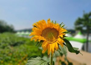 수도권 포함 전국 폭염특보, 새벽부터 전국 무더위…체감온도 35도 웃돌 듯