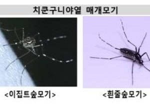 모기 한 방에 고열·관절통…중국발 모기 감염병 ‘치쿤구니야열’ 한국서도 확진