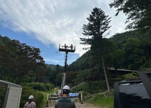경기도, 소나무재선충병 막는다…헬기·드론·방제단 3중 예찰 총력