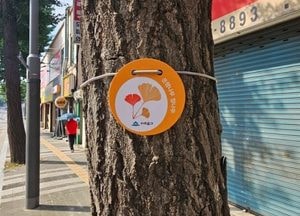 인천 미추홀구, 은행나무 암나무에 표찰 부착해 악취 민원 대응