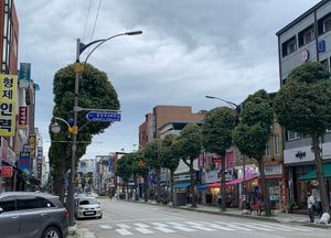 동두천 중앙로, 동글동글 은행나무 가로수 ‘시민 눈길’