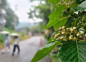 비 맞는 광주 '남한산성 층층나무'