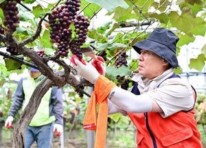 [사진으로 봤다] 진흙 속 포도, 사람 손이 빚는 ‘희망의 맛’…포천 집중호우 피해 농가 복구 현장
