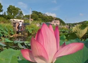 연꽃 핀 강화도 고읍저수지 낚시객