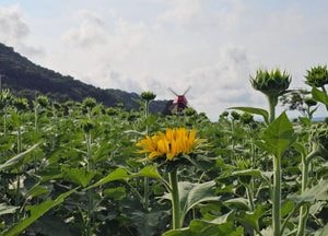 “인천 난정리 해바라기 정원, 오는 23일부터 축제”
