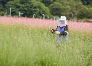 [사진으로 봤다] '가을 향기 준비' 양주 나리농원의 분주한 하루