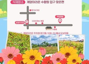인천 계양아라온, 2천만 송이 백일홍 꽃밭 시민에 개방