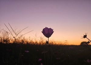 노을빛에 물든 가을 전령, 코스모스