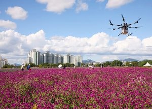 천일홍 물결 위를 나는 드론