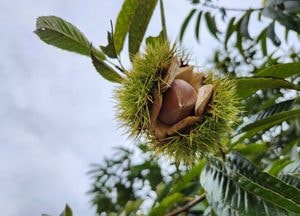 '추분' 사흘 앞, 벌어지는 밤송이