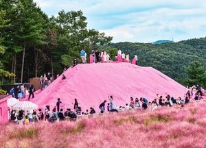 핑크에 핑크를 더하다…포천 허브아일랜드 사진 공모전 개최