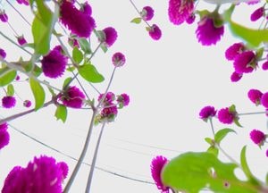 양주 천일홍 축제, 천일을 넘어 마음에 피는 꽃