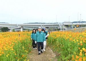 구리시 ‘2025 구리 코스모스 축제’ 26~28일 한강시민공원서 개최