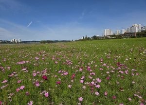 여주시 ‘여주시민공원’ 코스모스로 물들어 가을 관광 명소로 변신