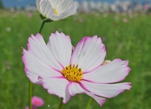 [사진으로 봤다] 구리 '2025년 코스모스축제' 10만송이 꽃의 대향연
