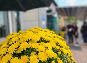 가을을 품은 노란 국화