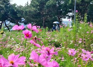 수원 탑동시민농장 코스모스