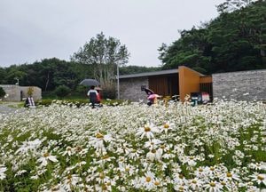 세종대왕릉에 가을 들꽃 구절초 만개
