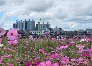 절기상 한로에 만나는 코스모스…이제는 찬 이슬