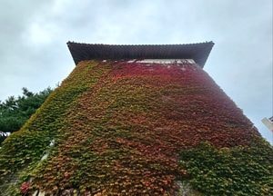 가을빛 그라데이션 수놓은, 여주 신륵사 관광단지 담쟁이덩굴
