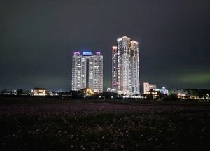 여주 남한강변에 첫 코스모스 밭, 훌륭한 야경 명소로