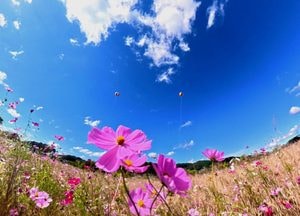 코스모스와 파란 하늘의 조우