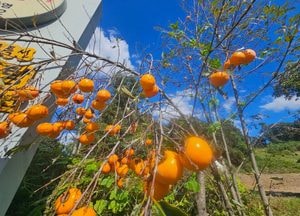 푸른 하늘 아래 주렁주렁 감