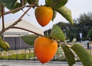 [내일 날씨] 경기·인천(20일, 월)…아침 기온 올가을 최저 '출퇴근길 쌀쌀'