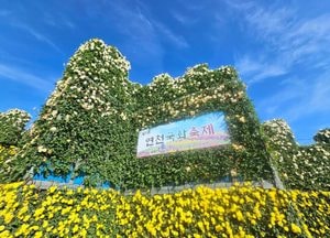 [사진으로 봤다] '국화 향기에 취하고, 가을빛에 물들다' 연천 전곡리 국화축제