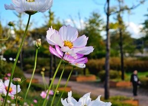 코스모스 산책