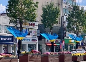 여주시, 시청 앞 세종로 은행나무 가로수에 낙과 수집기 시범 설치