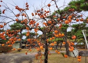 APEC서 열린 농식품 수출길... 한우는 싱가포르로, 감은 중국으로 간다