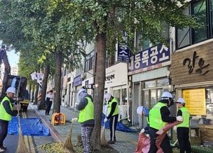 인천 미추홀구 ‘은행나무 열매 조기 제거’ 추진…악취·보행 불편 최소화