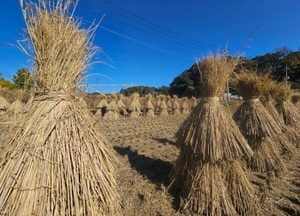 볏짚단 속에 숨은 가을과 장맛의 기억