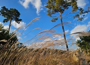 [오늘의 날씨(전국)] 내륙 일교차 15℃…동해안·제주 너울 주의