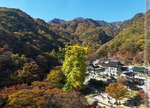 [드본세] 천년의 노란 숨결, 양평 용문사 황금기둥 ‘은행나무’